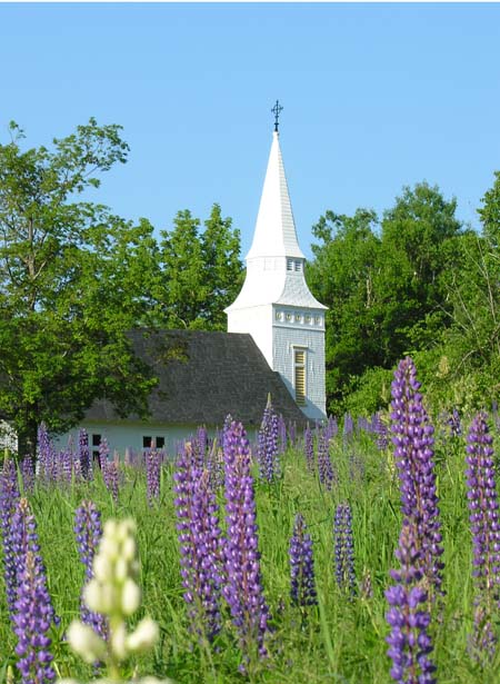 Picture of St. Matthews in June, with lupines in foreground.